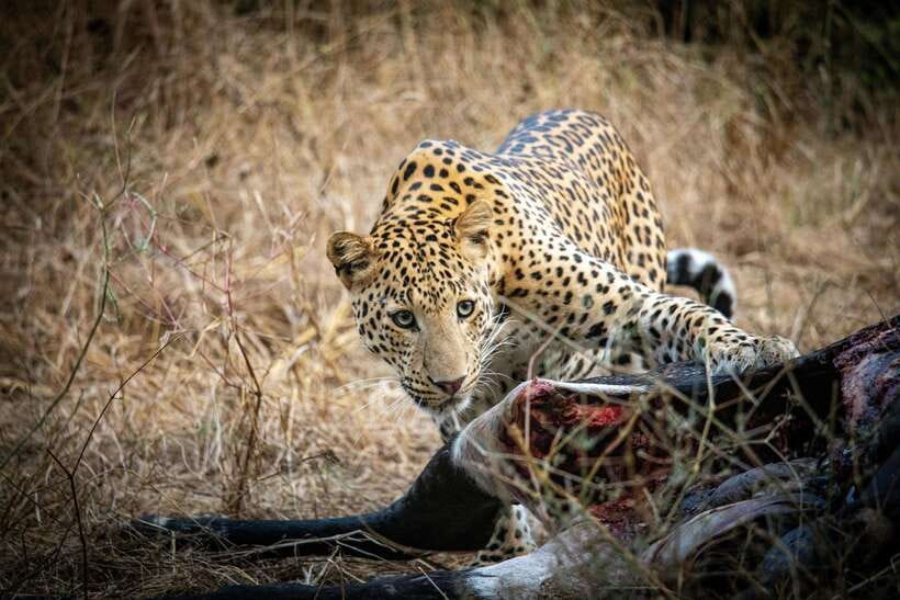 Yala National Park Safari Tours : Half Day & Full Day - What makes this Yala safari worth considering