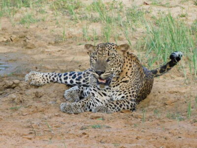Yala National Park Safari Tours : Half Day & Full Day