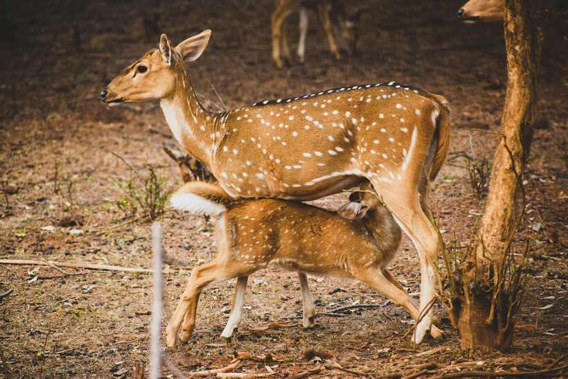 Yala National Park Safari Tours : Half Day & Full Day - Inside the 4WD jeep