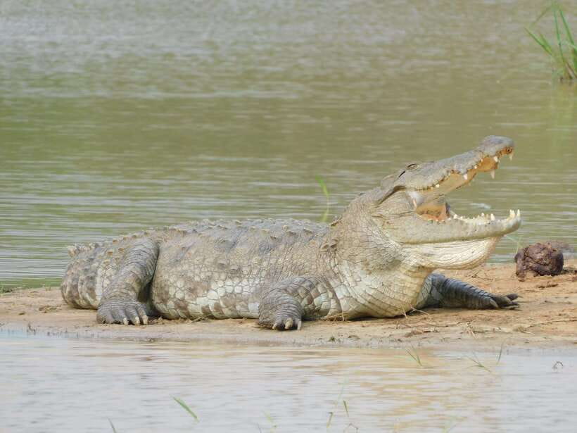 Yala National Park Safari Tours : Half Day & Full Day - The wildlife you might see in Yala