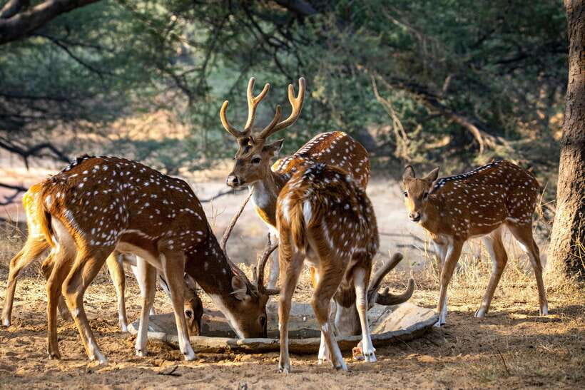 Yala National Park Safari Tours : Half Day & Full Day - How the guides affect your day