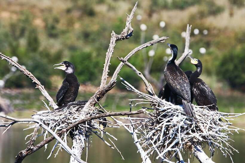Yala National Park Safari Tours : Half Day & Full Day - Meals, drinks, and the midday pause