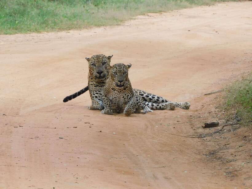Yala National Park Safari Tours : Half Day & Full Day - Park entry is the main extra cost