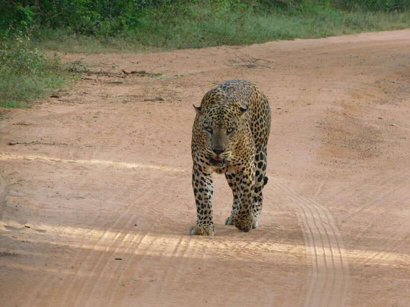 Yala National Park Safari Tours: Morning/Evening/Full Day - Five useful things to know before booking