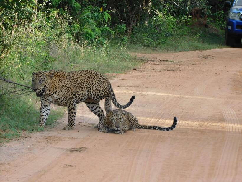 Yala National Park Safari Tours: Morning/Evening/Full Day - Who should book this safari?
