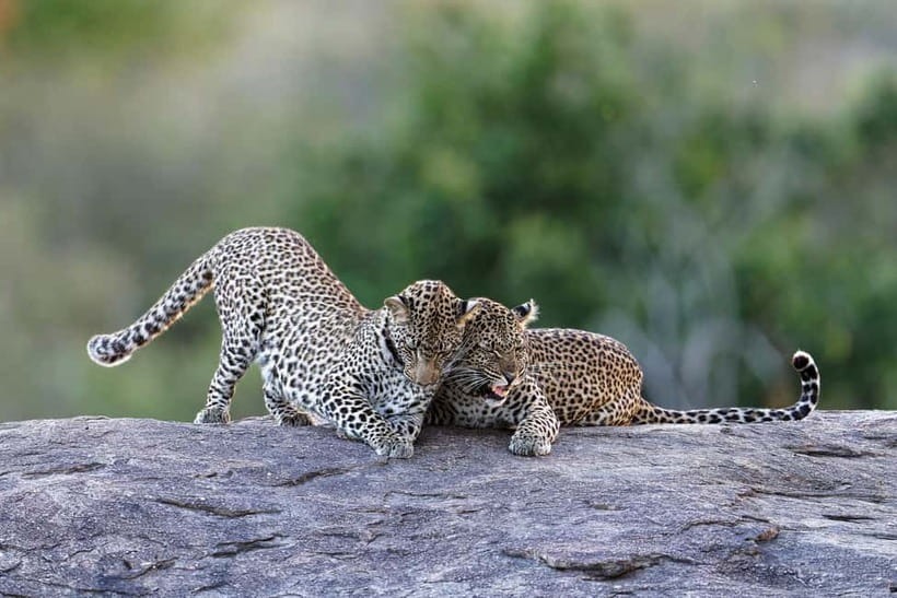 Yala National Park Safari Tours: Morning/Evening/Full Day - What kind of Yala safari is this?