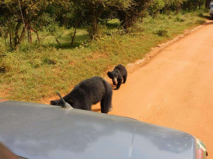 Yala National Park Safari Tours: Morning/Evening/Full Day - The pickup and park entrance routine