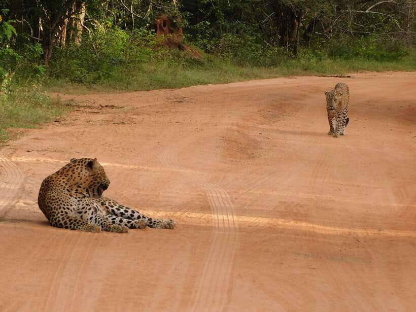 Yala National Park Safari Tours: Morning/Evening/Full Day - Wildlife: what you might see