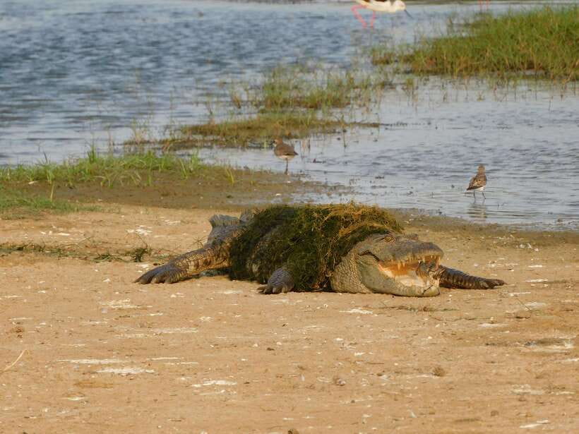 Yala National Park Safari Tours: Morning/Evening/Full Day - The guides make the biggest difference