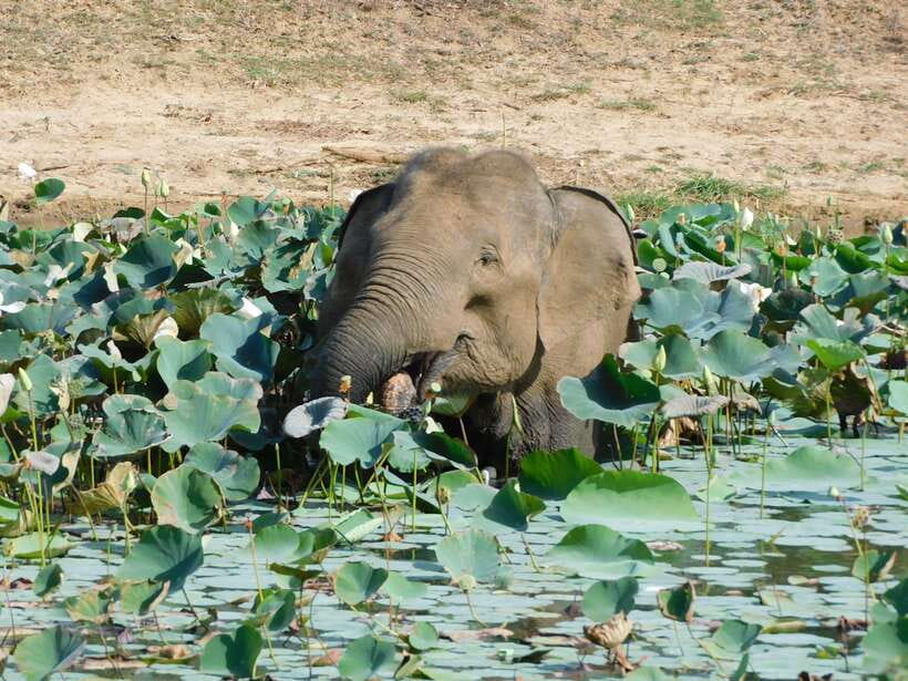 Yala National Park Safari Tours: Morning/Evening/Full Day - Food, drinks, and comfort on the road