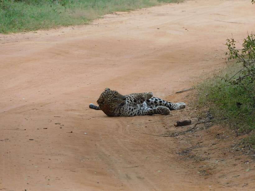 Yala National Park Safari Tours: Morning/Evening/Full Day - Is $25 good value?