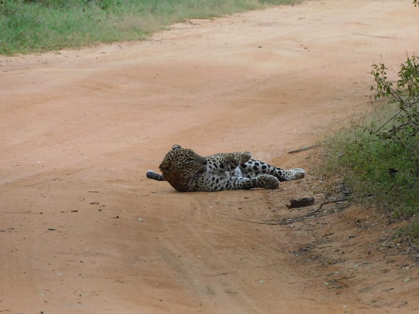 Yala National Park Safari Tours: Morning/Evening/Full Day - Booking details worth checking