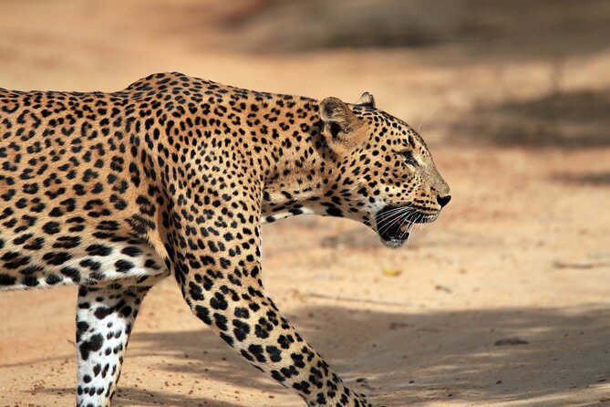 Yala National Park Wildlife Safari/ Game Drive - by Ajith Safari - Starting near Tissamaharama before sunrise