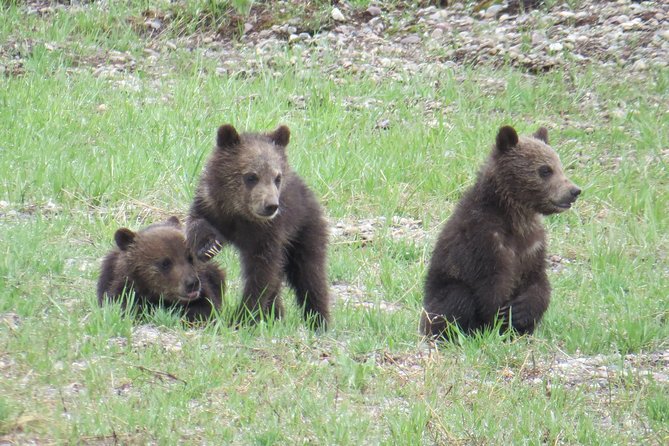 Yellowstone National Park - Full-Day Lower Loop Tour from West Yellowstone - A long day that removes the hard parts