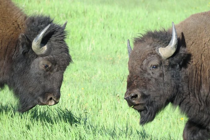 Yellowstone National Park - Full-Day Lower Loop Tour from West Yellowstone - Artist Point and the Grand Canyon of Yellowstone