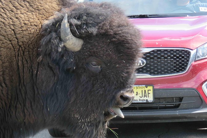 Yellowstone National Park - Full-Day Lower Loop Tour from West Yellowstone - Upper Falls and the power of the Yellowstone River