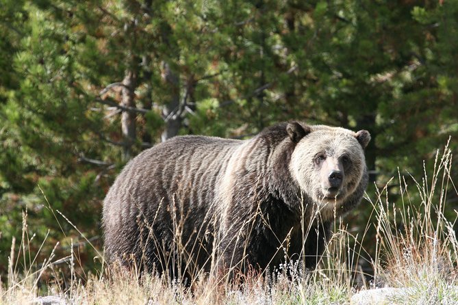 Yellowstone National Park - Full-Day Lower Loop Tour from West Yellowstone - Lunch, vehicle comfort, and the real value of $375