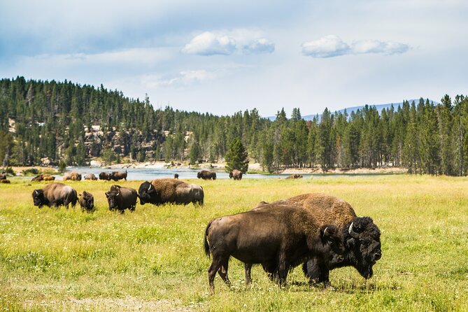 Yellowstone National Park Self-Guided Driving Audio Tour - West Entrance, Gibbon Falls, and Norris