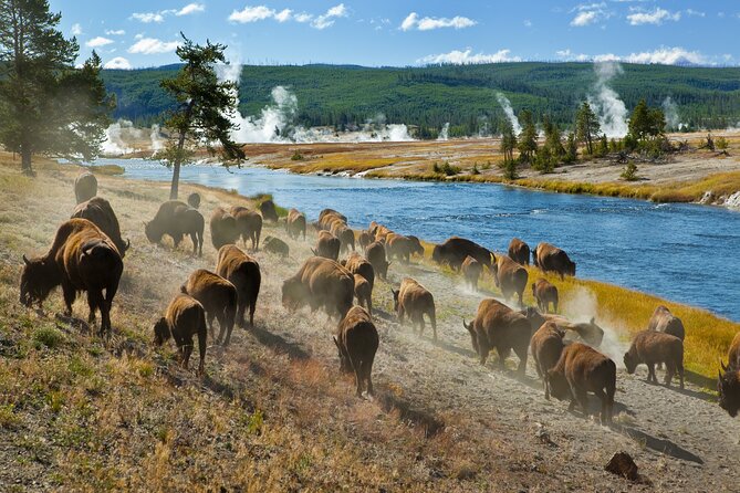 Yellowstone National Park Self-Guided Driving Audio Tour - Mammoth Hot Springs and the northern approach