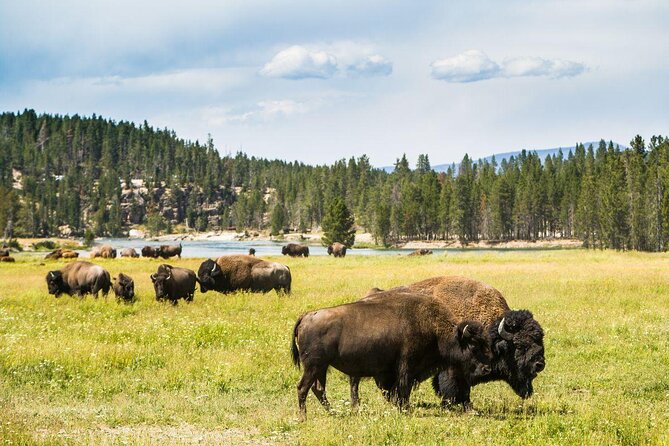 Yellowstone National Park Tour from Jackson Hole - A Full Yellowstone Day From Jackson Hole