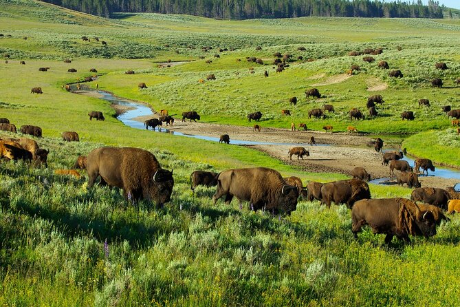 Yellowstone National Park Tour from Jackson Hole - The 7:00 a.m. Start and the Drive Through Grand Teton
