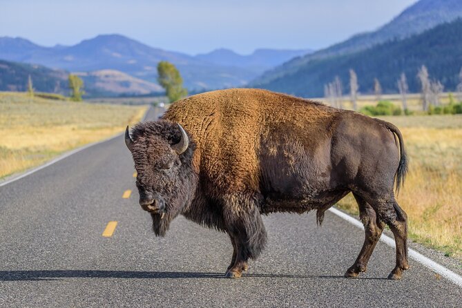 Yellowstone National Park Tour from Jackson Hole - Guides Make the Difference