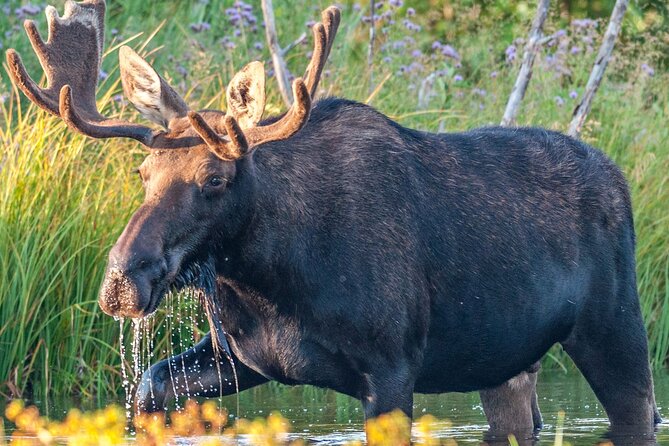 Yellowstone National Park Tour from Jackson Hole - Is $379.50 a Fair Price?