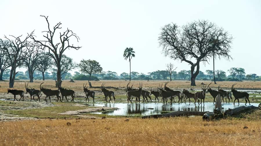 Zambezi National Park Game Drive in a Small Group - Key points to know before booking
