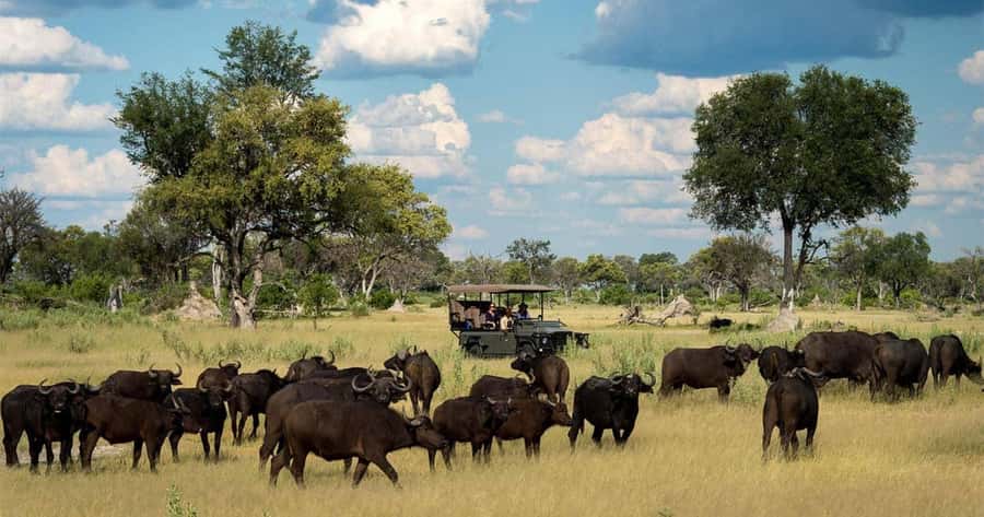 Zambezi National Park Game Drive in a Small Group - Why the five-minute transfer matters