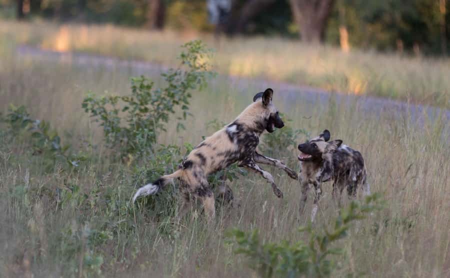 Zambezi National Park Game Drive in a Small Group - The 6:00 morning safari