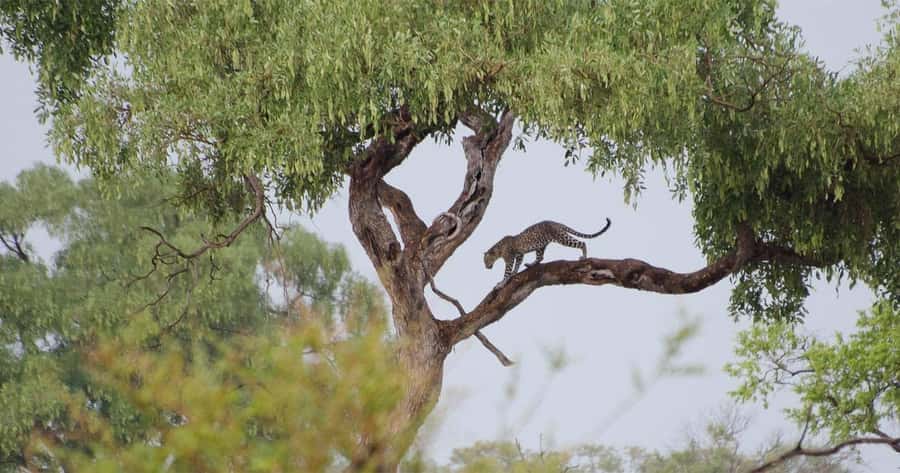 Zambezi National Park Game Drive in a Small Group - The 3:00 afternoon safari