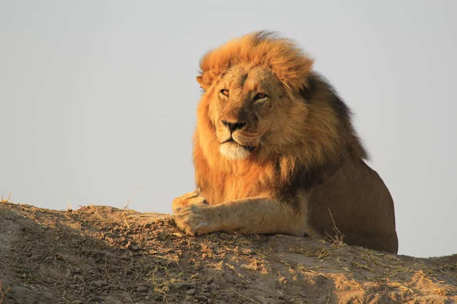Zambezi National Park Game Drive in a Small Group - Wildlife you might see in Zambezi National Park
