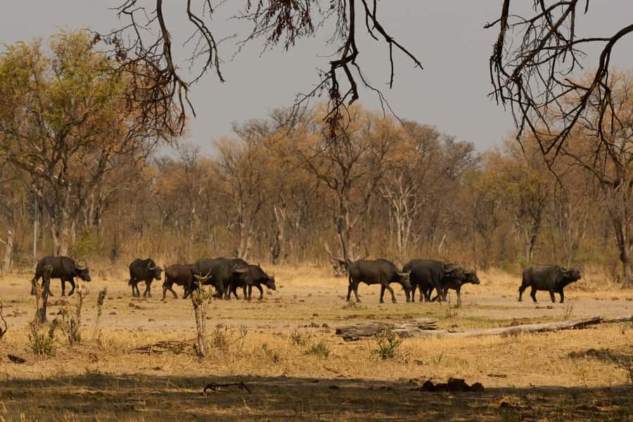 Zambezi National Park Game Drive in a Small Group - The water stop and the pause in the bush