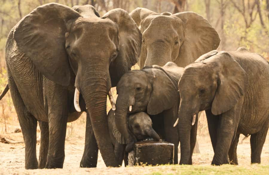 Zambezi National Park Game Drive in a Small Group - Small-group comfort and wheelchair access